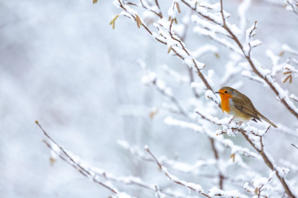 Booking a Winter Stay at Woodhall Country Park