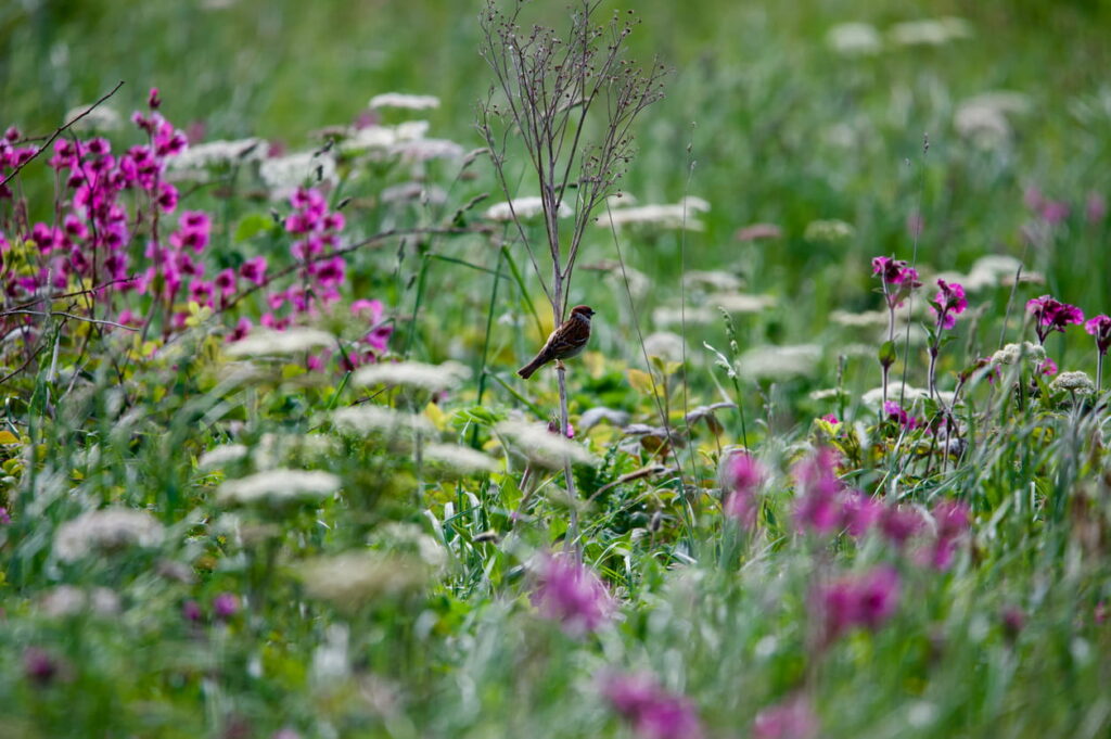 wildlife escape at Woodhall Country Park